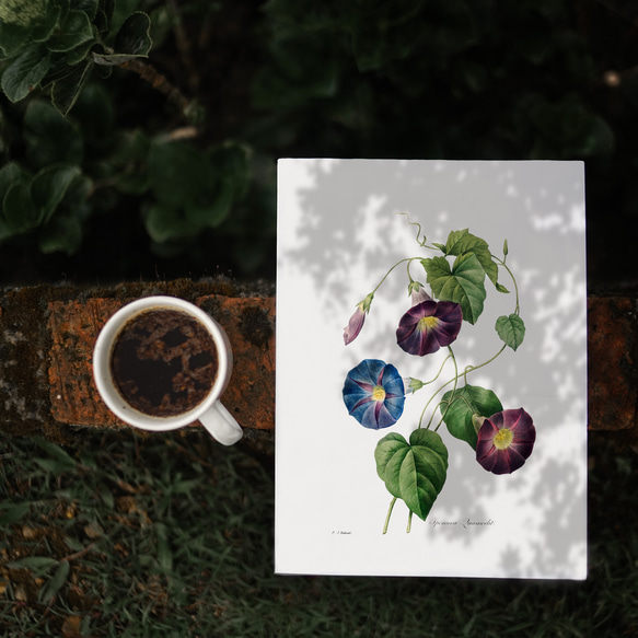 【青と紫色の朝顔１ アンティーク ボタニカルフラワー 】インテリア フラワーアートポスター Étape35 5枚目の画像