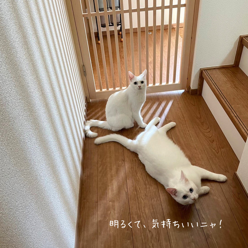 猫ちゃん 脱走防止引き戸 パーテーション・間仕切り