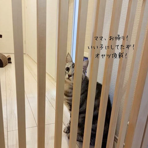 猫ちゃん 脱走防止引き戸 パーテーション・間仕切り