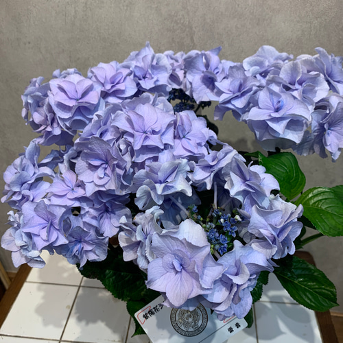 SALE❗️希少アジサイ❤️雷音 5号鉢 多肉植物 Garden_couleur 通販