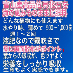 ハーブ　ミント　オリジナルハーブ用土　貝化石　育ちが違う　植え付け　植え替え　品種に応じてブレンドいたします。 4枚目の画像