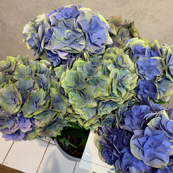 SALE❗️希少アジサイ❤️天照大御神 5号鉢 多肉植物 Garden_couleur