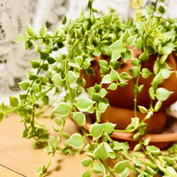 ディスキディア　多肉植物　苗