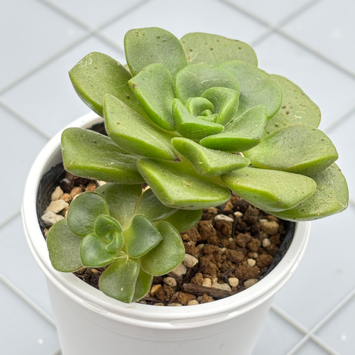 リリーパッド アエオニウム 多肉植物 多肉植物 kanomarihome 通販