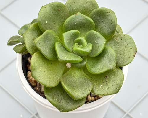 リリーパッド アエオニウム 多肉植物 多肉植物 kanomarihome 通販