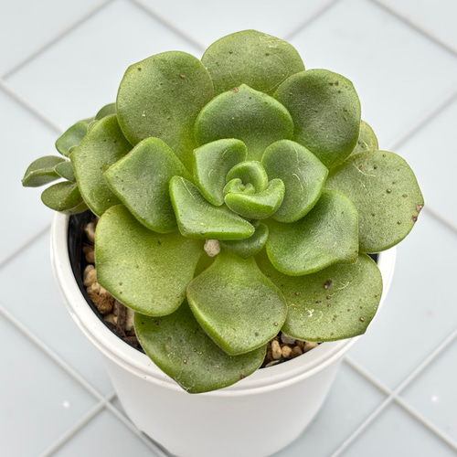 リリーパッド アエオニウム 多肉植物 多肉植物 kanomarihome 通販