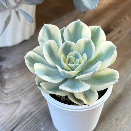 ルノーディーン 多肉植物 多肉植物 kanomarihome 通販｜Creema  