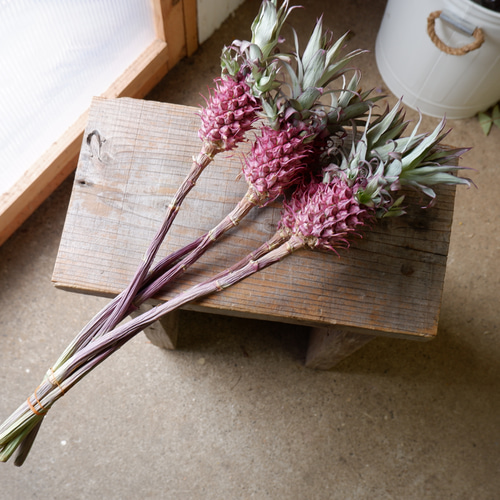 花パイン・サンゴパイン フリーズドライフラワー freeze-dried flower