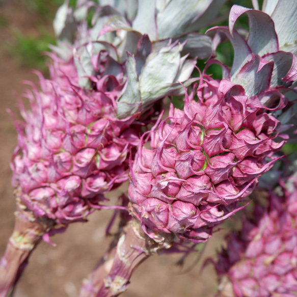 花パイン・サンゴパイン フリーズドライフラワー freeze-dried flower