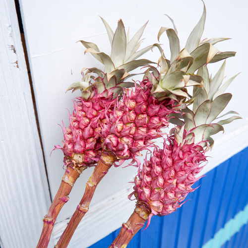 花パイン・サンゴパイン フリーズドライフラワー freeze-dried flower