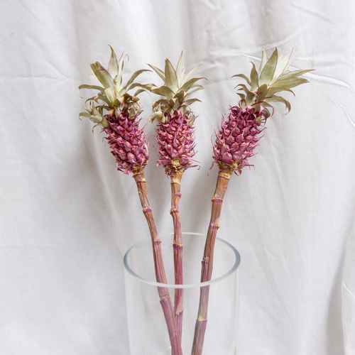 花パイン・サンゴパイン フリーズドライフラワー freeze-dried flower