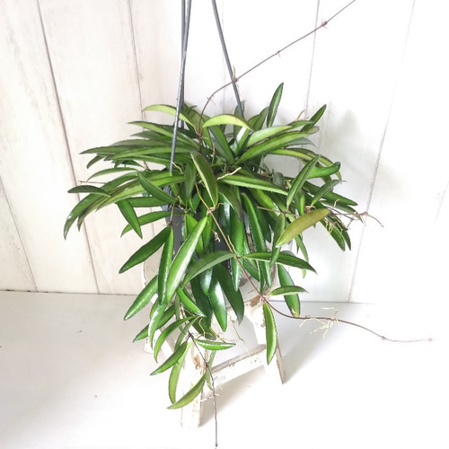 希少 hoya ホヤ peltata ④ 3号鉢 希少 hoya ホヤ peltata ④ 3号鉢 - メルカリ