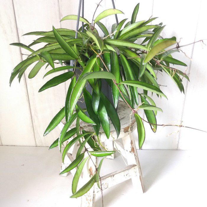 希少 hoya ホヤ peltata ④ 3号鉢 ホヤ：クラシペティオラータ 4号吊り鉢 の通販 | 園芸ネット