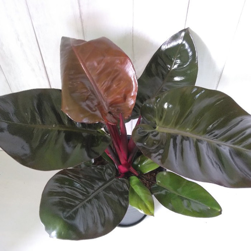 希少種レア フィロデンドロン・ブラックカーディナル 高級セラアート鉢