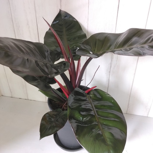 希少種レア フィロデンドロン・ブラックカーディナル 高級セラアート鉢