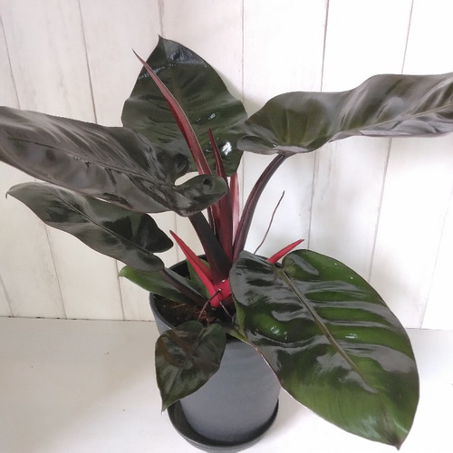 希少種レア フィロデンドロン・ブラックカーディナル 高級セラアート鉢