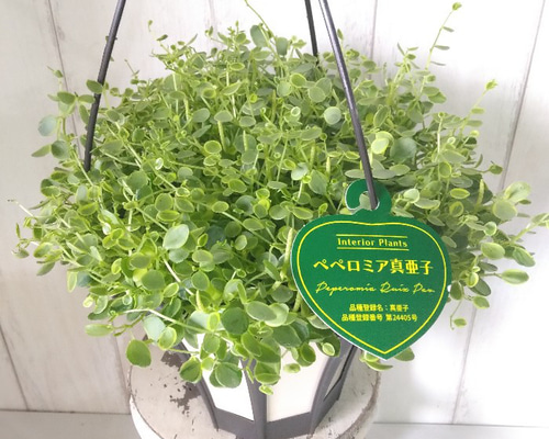 珍しい ペペロミア【真亜子】 観葉植物 吊り鉢 5号鉢 ボリューム