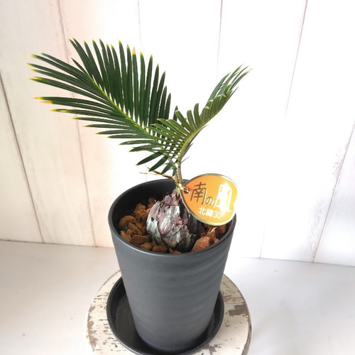 珍しい 金環蘇鉄【キンカンソテツ】 観葉植物 高級セラアート鉢 奄美で