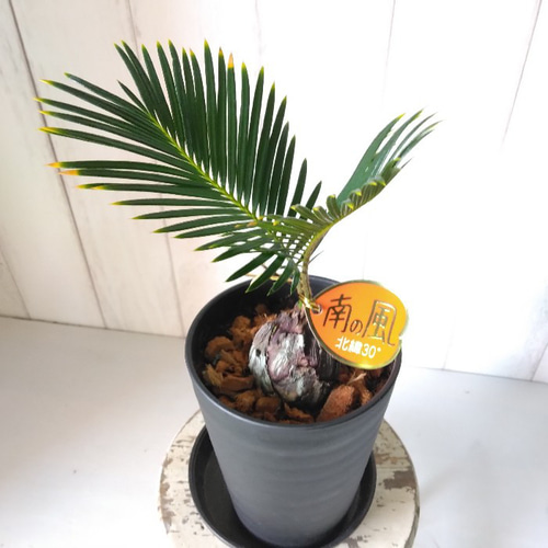 送料込み　金環蘇鉄　金環ソテツ　蘇鉄　ソテツ　形状良　盆栽　鉢植え　現品　希少 ソテツ：金環ソテツ 6号鉢植え の通販 | 園芸ネット
