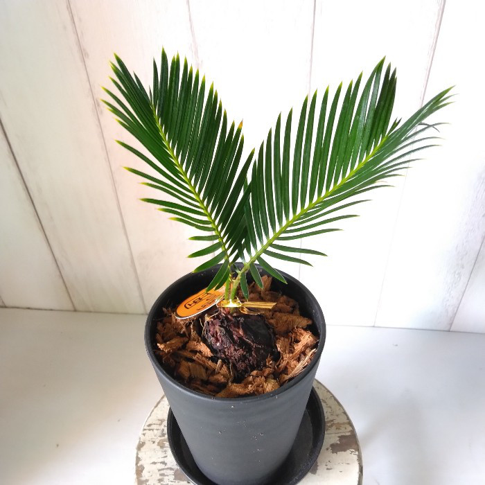 ①金環ソテツ変わり葉7号希少品種