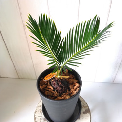 珍しい 金環蘇鉄【キンカンソテツ】 観葉植物 高級セラアート鉢
