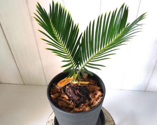 金環ソテツ 7号鉢植え の通販 | 園芸ネット