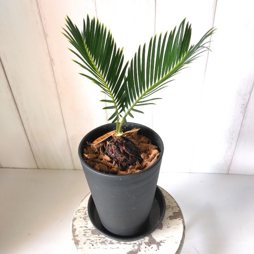 珍しい 金環蘇鉄【キンカンソテツ】 観葉植物 高級セラアート鉢 奄美で