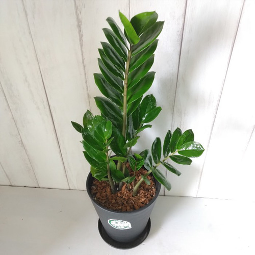 金銭樹 ザミオクルカス【ザミーフォリア】 高級セラアート鉢 縁起の