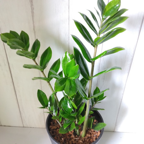 【希少】ザミオクルカス ザミーフォリア 斑入り アートストーン鉢 calm 希少】ザミオクルカス ザミーフォリア 斑入り アートストーン鉢 calm