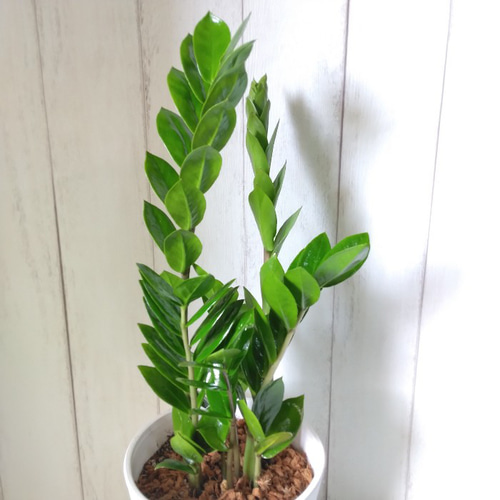 金銭樹 ザミオクルカス【ザミーフォリア】 高級セラアート鉢