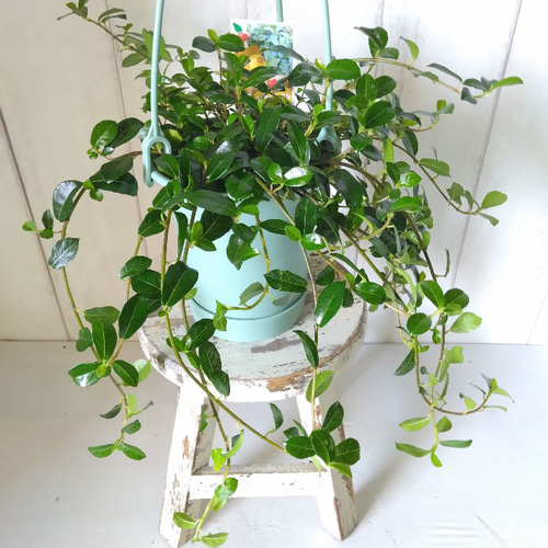 ガジュマル　フィカス 気根付き 観葉植物 ガジュマル フィカス 気根付き 観葉植物 我が家のガシュマルです