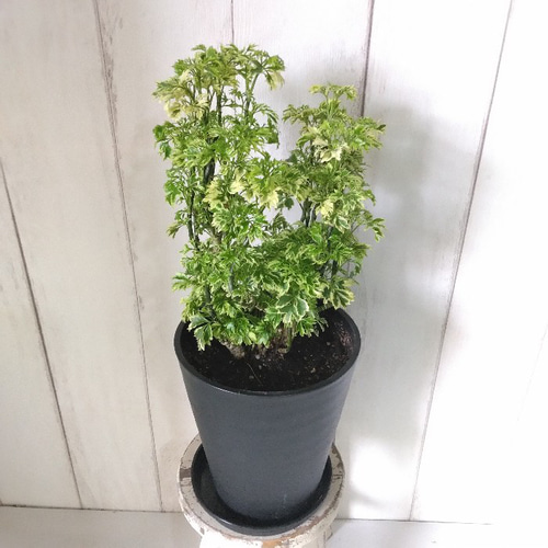 流通量の少ない珍しい ポリシャス・スノープリンセス 斑入り観葉植物