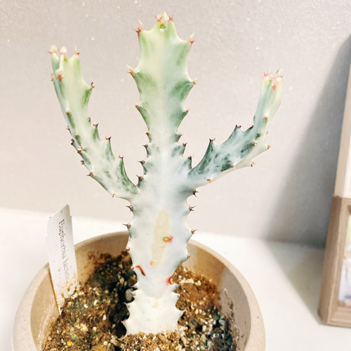 現品］【希少】※訳あり※ 3番 ユーフォルビア ホワイトゴースト 観葉  