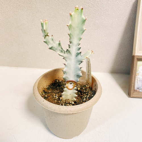 現品］【希少】※訳あり※ 3番 ユーフォルビア ホワイトゴースト