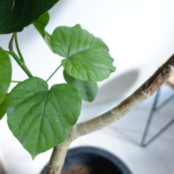 おしゃれな曲がり♫ フィカス　ウンベラータ　観葉植物　室内　高さ90㎝ 5枚目の画像