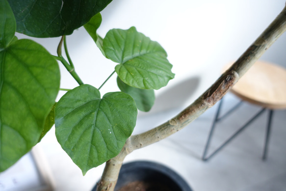 おしゃれな曲がり♫ フィカス　ウンベラータ　観葉植物　室内　高さ90㎝ 5枚目の画像