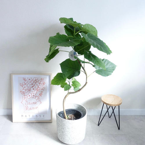 おしゃれな曲がり♫ フィカス ウンベラータ 観葉植物 室内 高さ90