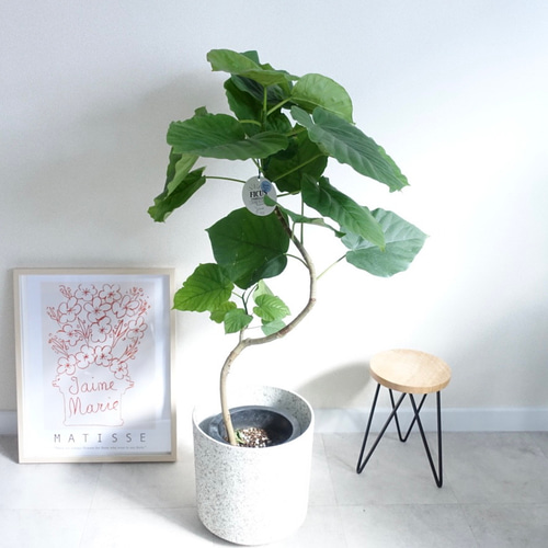 おしゃれな曲がり♫ フィカス ウンベラータ 観葉植物 室内 高さ