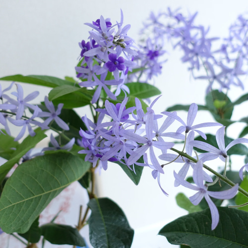 女王の花輪♡ ペトレア ヴォルビリス 地上の星座 苗 苗木 花木