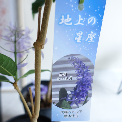 大輪ペトレア「地上の星座」鉢植え大苗木