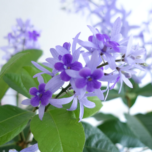 女王の花輪♡ ペトレア ヴォルビリス 地上の星座 苗 苗木 花木