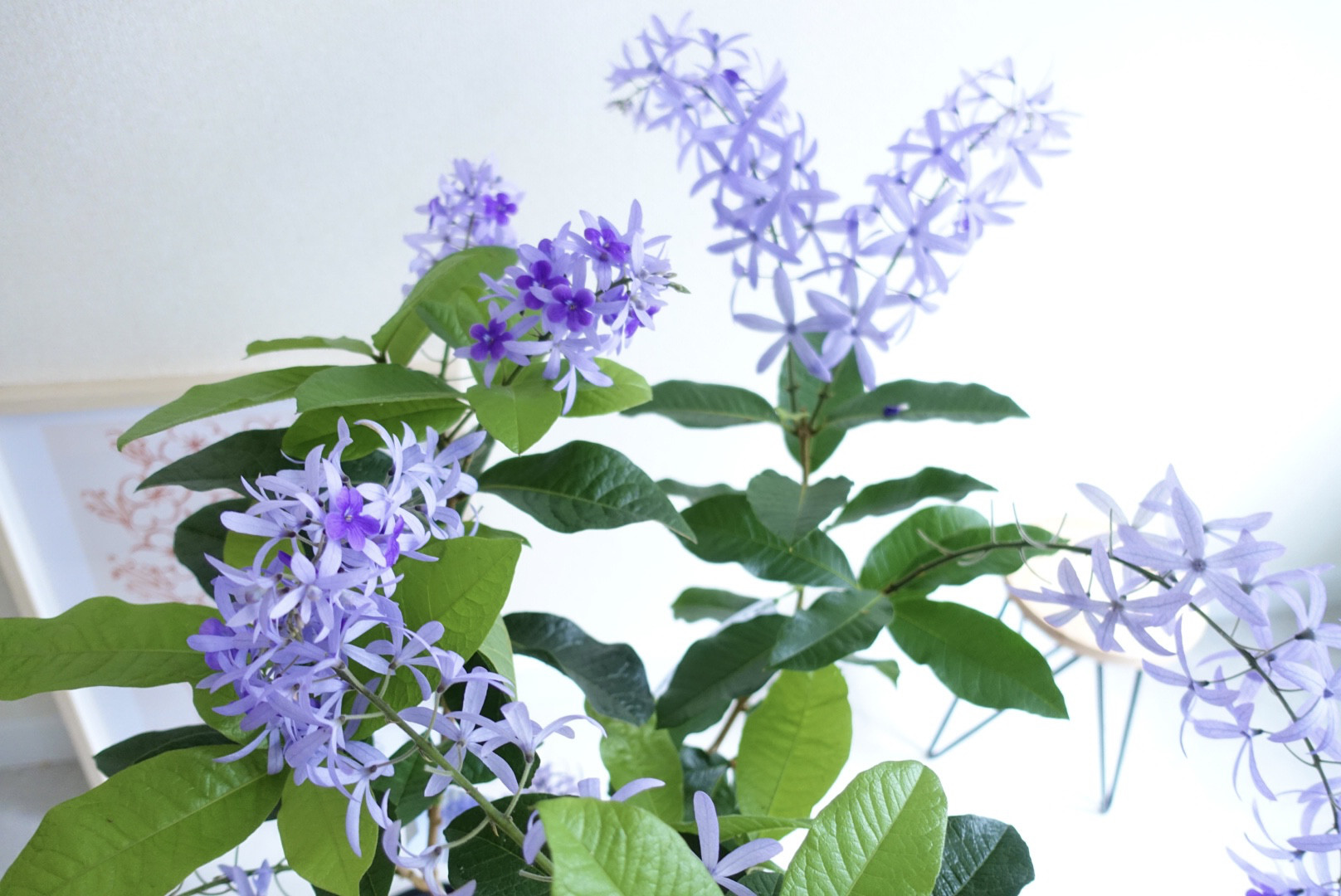 女王の花輪♡ ペトレア ヴォルビリス 地上の星座 苗 苗木 花木
