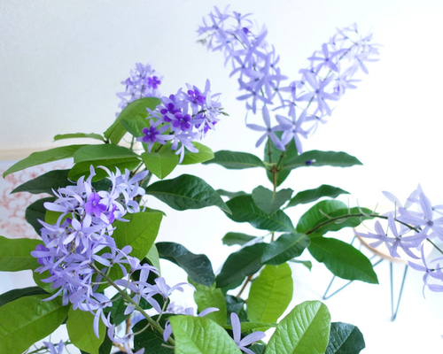 女王の花輪♡ ペトレア ヴォルビリス 地上の星座 苗 苗木 花木