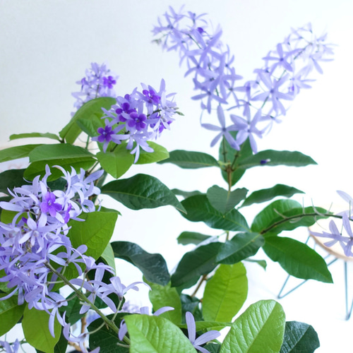 ペトレア ヴォルビリス 女王の花輪 苗木 特大株 鉢ごと発送 ペトレア ヴォルビリス 女王の花輪 苗木 特大株 鉢ごと発送