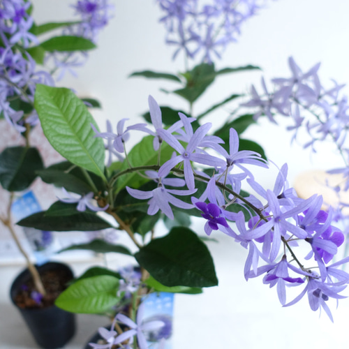 女王の花輪♡ ペトレア ヴォルビリス 地上の星座 苗 苗木 花木