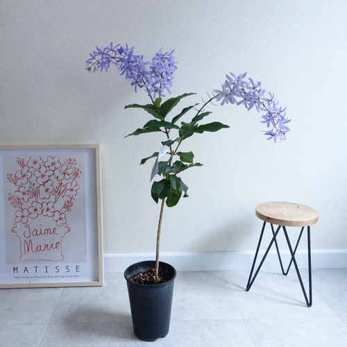 ペトレア ヴォルビリス 女王の花輪 苗木 特大株 鉢ごと発送 ペトレア ヴォルビリス 女王の花輪 苗木 特大株 鉢ごと発送