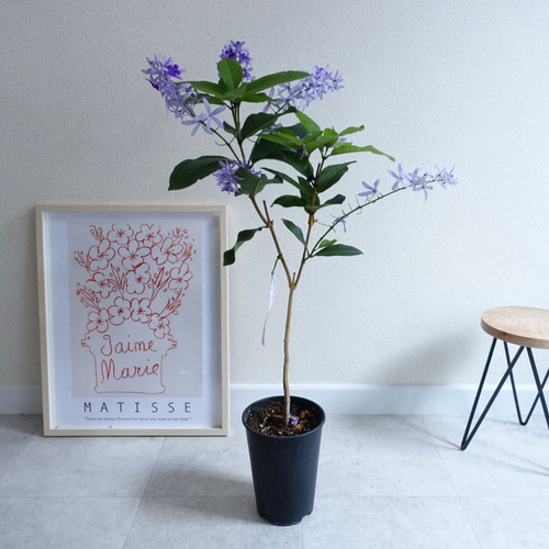 女王の花輪♡ ペトレア ヴォルビリス 地上の星座 苗 苗木 花木