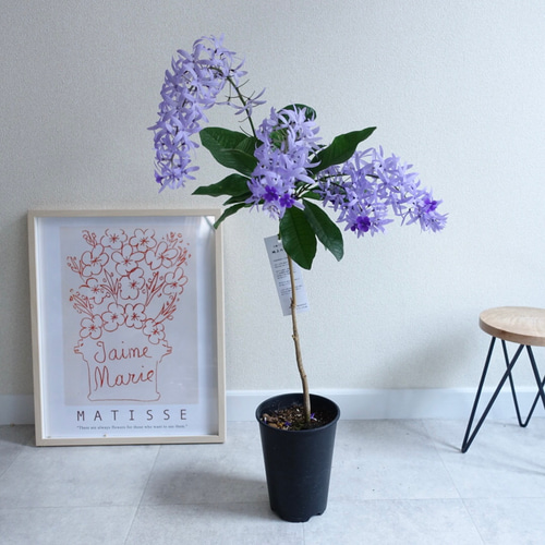 ペトレア ヴォルビリス 女王の花輪 苗木 特大株 鉢ごと発送 ペトレア ヴォルビリス 女王の花輪 苗木 特大株 鉢ごと発送