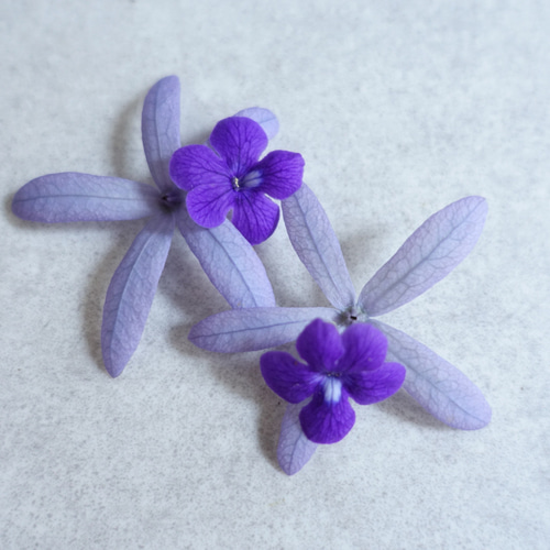 ペトレア ヴォルビリス 女王の花輪 苗木 特大株 鉢ごと発送 ペトレア ヴォルビリス 女王の花輪 苗木 特大株 鉢ごと発送