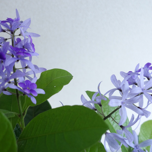 ペトレア ヴォルビリス 女王の花輪 苗木 特大株 鉢ごと発送 ペトレア ヴォルビリス 女王の花輪 苗木 特大株 鉢ごと発送